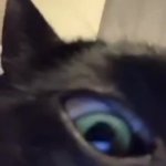 Black cat stare GIF Template