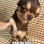 heyyy ? | HEY; YOU'VE GOT WEASELS ON YOUR FACE | image tagged in dog rizz | made w/ Imgflip meme maker