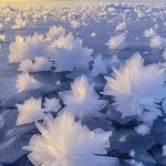 ice flowers