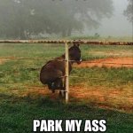 park my ass meme