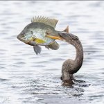 annoyed speared fish