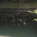 Ducks