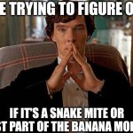 Mites or morph? | ME TRYING TO FIGURE OUT; IF IT'S A SNAKE MITE OR JUST PART OF THE BANANA MORPH | image tagged in sherlock,snake,snakes | made w/ Imgflip meme maker