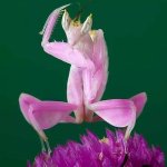 Backhand Pink Mantis