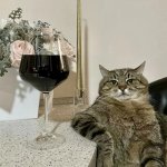 Cat with wine