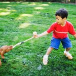 Dog Tug of War