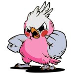 Angry Galah