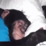 wake up monkey GIF Template