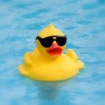 Duck with sunglasses