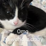 Crazy world cat