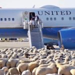 Sheeple at plane