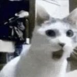 Cat suprised mouth open GIF Template