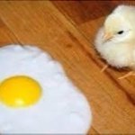 Chicken and Egg