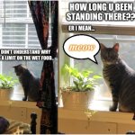 Pondering cat