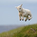 sheep jumping