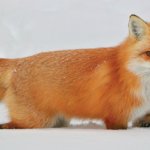 fox