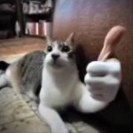 cat thumbsup