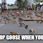 Desktop Goose | DESKTOP GOOSE WHEN YOU SLEEP | image tagged in gifs,monkey | made w/ Imgflip video-to-gif maker