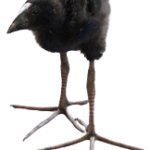 pukeko chick meme