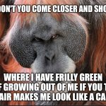 Orangutan-devious | WHY DON'T YOU COME CLOSER AND SHOW ME; WHERE I HAVE FRILLY GREEN STUFF GROWING OUT OF ME IF YOU THINK MY HAIR MAKES ME LOOK LIKE A CARROT | image tagged in orangutan-devious | made w/ Imgflip meme maker