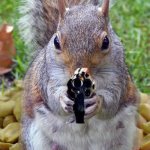 Goat, Squirrel, and Goose. | WE'VE GOT THE GOAT AND THE HORRIBLE GOOSE; NOW WE GOT A SQUIRREL WITH A GUN | image tagged in funny squirrels with guns 5 | made w/ Imgflip meme maker