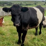 Someone's Got Attitude!