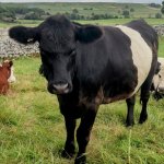 Attitude | ATTITUDE! F*CK MOO... | image tagged in someone's got attitude | made w/ Imgflip meme maker