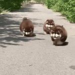 husky puppies GIF Template