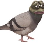 Pigeon Pepe