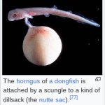 Horngus of a Dongfish