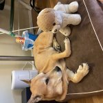 Dog vs. Plush dog