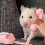 hamster