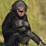 Laughing monkey | THE DENTIST ASKED IF I PROMISED TO NOT BITE WHEN HE PULLED OUT THE DAMAGED TOOTH; I DIDN'T BITE HIM, I FARTED | image tagged in laughing monkey | made w/ Imgflip meme maker