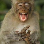 laughing monkey | OH NO MY FOOT ITCHES; BUT WHEN I SCRATCH THE ITCH IT TICKLES | image tagged in laughing monkey | made w/ Imgflip meme maker