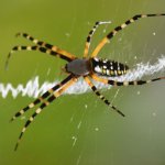 Yellow Garden Spider