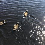 Ducks