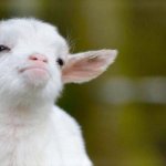 Confident Lamb