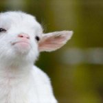 Confident Lamb (blank) | image tagged in confident lamb,proud lamb,baby lamb,suspicious lamb,cool lamb | made w/ Imgflip meme maker