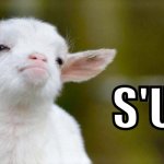 S'up (Cool Lamb) | S'UP. | image tagged in confident lamb,cool lamb,proud lamb,sup,'sup,s'up | made w/ Imgflip meme maker