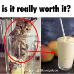 Is it really worth it, Cat Blender