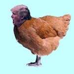 Trump chicken coward weak weakling fragile thin-skinned animal