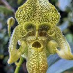 Monkey Orchid