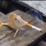 Fish smoking