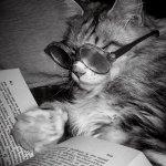 Cat reading book