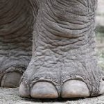 Elephant Feet