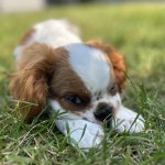 Cavalier puppy