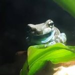 Happy frog