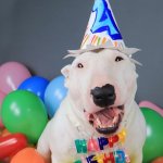 Bull Terrier Happy Birthday