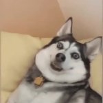 stoupid doggo GIF Template