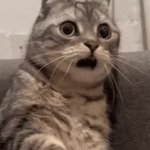 shocked cat GIF Template